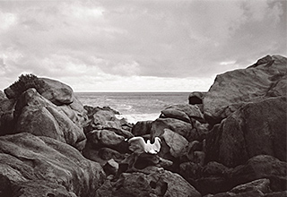 seagull on rocks by the ocean