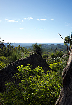greenery with rocks and hills in the background