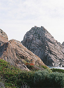 coastal rocks and plants