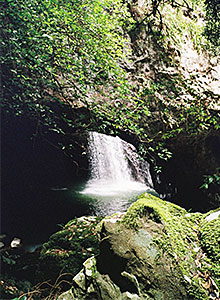 mossy rocks and trees in front of waterfall