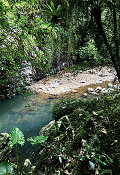 rocky creek bed surrounded by greenery